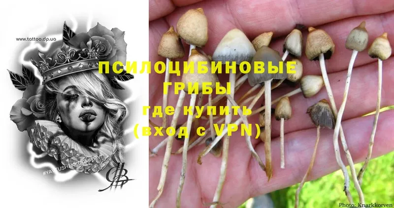 Псилоцибиновые грибы Psilocybine cubensis  KRAKEN онион  Безенчук 